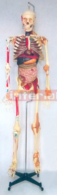 168 CM TALL ADVANCED MULTIFUNCTION DEMONSTRATING SKELETAL MODEL WITTH ORGANS.